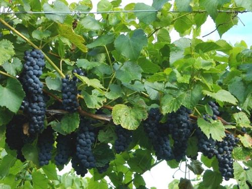 Winorośl (Vitis) Fredonia C2 E na Arena.pl