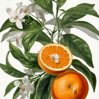 product-compare-59393487