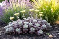 ROZCHODNIK PURPUREUM SYMBOL MALOWNICZEGO OGRODU