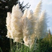 Trawa pampasowa biała 'White Feather' pióropusz Duża sadzonka W DONICZCE 2L