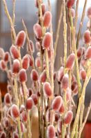 GK WIERZBA SMUKŁOSZYJKOWA MT ASO SALIX GRACILISTYLA CZERWONE BAZIE