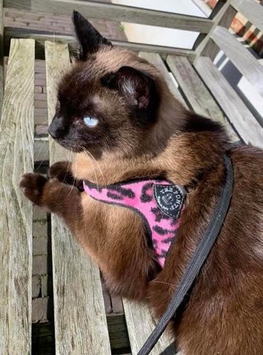 SZELKI dla dużego kota 38-48cm do 6kg Brytyjski TRE PONTI Leopard różowe na Arena.pl