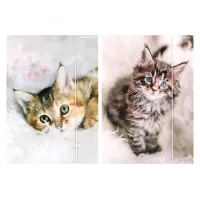 Teczka Z Gumką Pap A4 Kotki Starpak Fol10/100