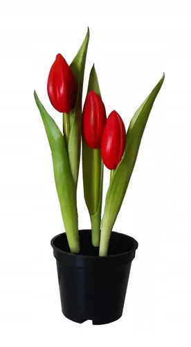 TULIPANY GUMOWE jak ŻYWE w doniczce TULIPAN CZERWONY na Arena.pl