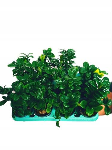 Zamioculcas zamiifolia Zenzi Gęsta sadzonka zamia zamioculus ZENZI na Arena.pl