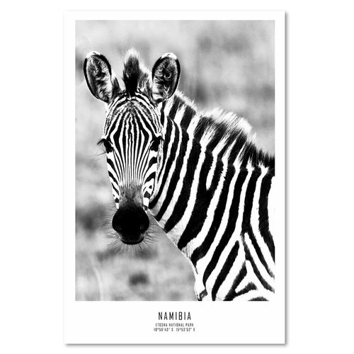 Obraz na płótnie – Canvas, ciekawska zebra 40x60 na Arena.pl