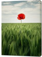Obraz 70x100cm Samotny Mak na Polu