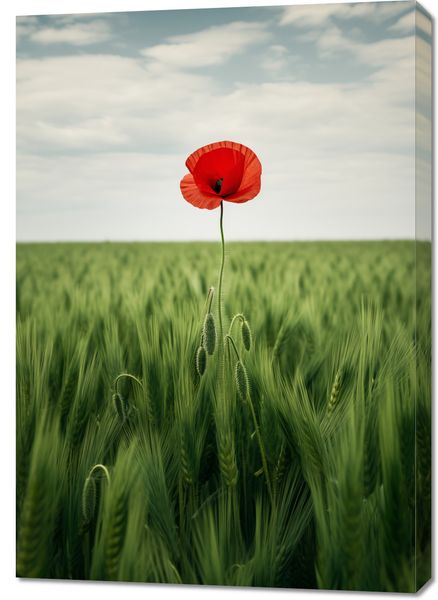 Obraz 70x100cm Samotny Mak na Polu zdjęcie 1