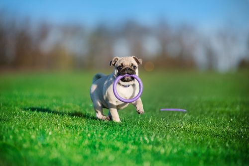 Puller Micro 12,5 cm Ringo zabawka trening Psa, szarpak 2 szt. na Arena.pl