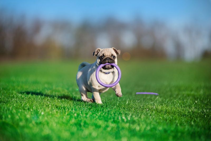 Puller Micro 12,5 cm Ringo zabawka trening Psa, szarpak 2 szt. zdjęcie 10