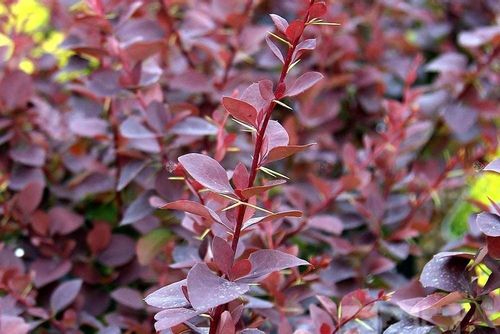 Berberys Thunberga Ottawski SUPERBA 10-30cm Piękne Liście na Arena.pl