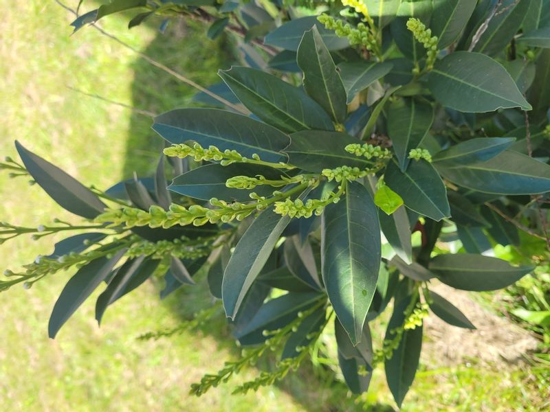 Laurowiśnia Herbergii 50-80cm sadzonki na ŻYWOPŁOT zdjęcie 7