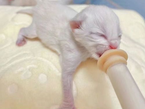 ZESTAW STRZYKAWEK DO KARMIENIA KOCIĄT SZCZENIĄT STRZYKAWKI ZE na Arena.pl