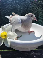 Miska gipsowa lęgowa dla gołębi duża