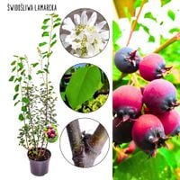 Świdośliwa Lamarcka sadzonka do ogrodu KRZEW 40-70 cm
