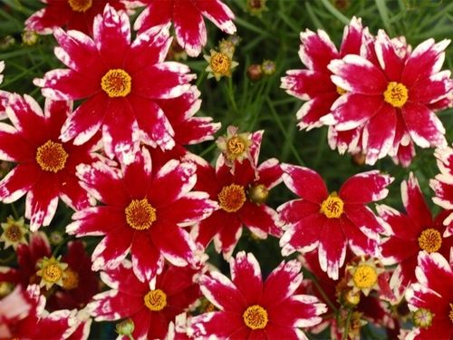 Nachyłek RUBY FROST Czerwony Kwitnie całe lato Sadzonki w doniczkach P11 na Arena.pl