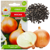 CEBULA WOLSKA NASIONA CEBULI ODMIANA PÓŹNA PLENNA ODPORNA SOCZYSTA 5G
