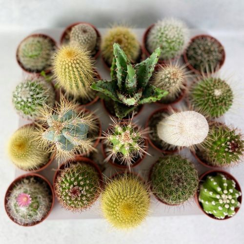 Kaktusy Zestaw Mix 6 Różnych Kaktusów Opuncja Kaktus Prezent Sukulent na Arena.pl