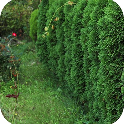 NAWÓZ DO TUI FLOROVIT 4kg POD TUJE TUJI ŻYWOTNIKÓW IGLAKÓW WYDAJNY na Arena.pl