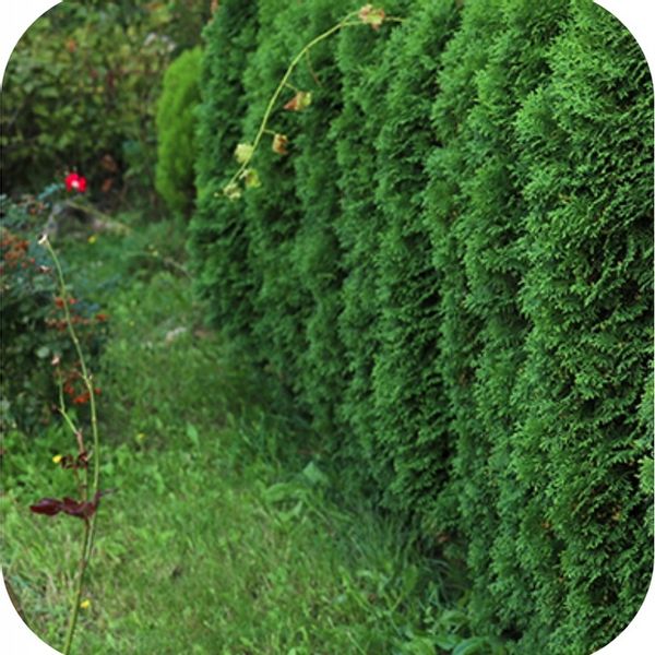 NAWÓZ DO TUI FLOROVIT 4kg POD TUJE TUJI ŻYWOTNIKÓW IGLAKÓW WYDAJNY zdjęcie 7