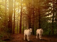 FOTOTAPETA LAS NATURA BIAŁE WILKI 200x130