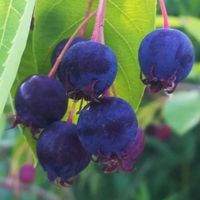 Świdośliwa Lamarcka (Amelanchier) w doniczkach P11, wysokość 40-60 cm