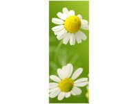 40X100CM RUMIANEK OBRAZ PION