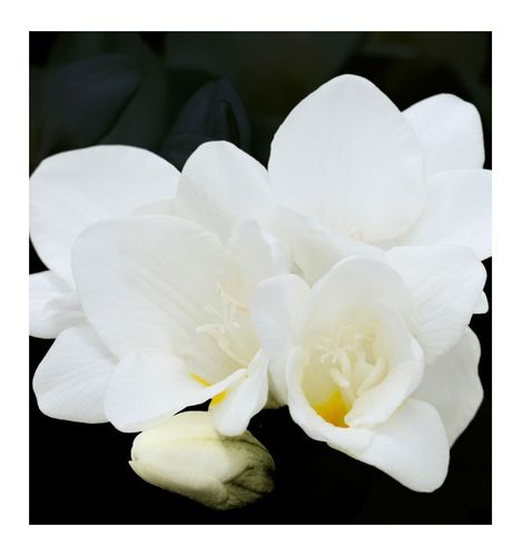 Yodeyma Delá Woda Perfumowana Dla Kobiet 100ml na Arena.pl