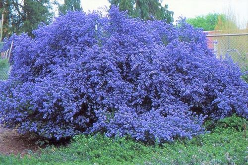 Prusznik niebieski VICTORIA zimozielony SADZONKA niebieski DŁUGO na Arena.pl