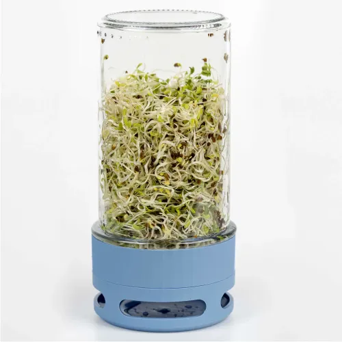 Kiełkownica słoikowa na Arena.pl