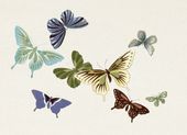Plakat 18x13cm Butterfly 10, Sekka Japoński Vintage do Salonu