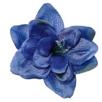 Clivia wyr. niebieska 12 szt