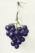 Plakat 20x30cm Kiść Winogron, Jean Bernard Vintage do Salonu