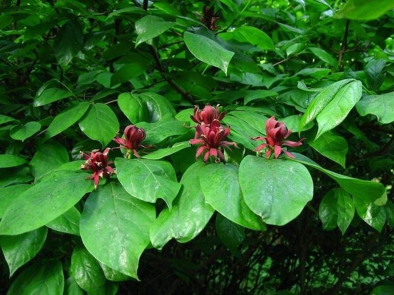 Kielichowiec wonny sadzonki P9 zdjęcie 2