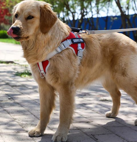 MOCNE SZELKI dla PSA BEZUCISKOWE M 50-62 + GRAWER na Arena.pl