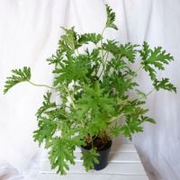 GERANIUM ANGINKA ROŚLINA LECZNICZA gęsta XL don.Ø13cm