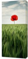 Obraz 40x90cm Samotny Mak na Polu