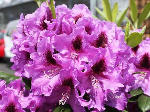 Różanecznik Rasputin 3-letni C3 na Arena.pl