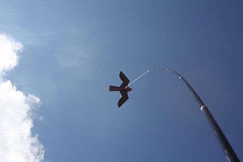 Odstraszacz Ptaków Duży Latawiec Jastrząb CH2 na Arena.pl