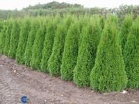 product-compare-51659572