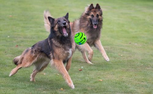 Interaktywna Zabawka dla Psa Piłka z Dźwiękiem Wytrzymała Dużych Ras Psów na Arena.pl