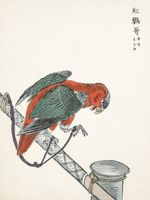 Plakat 75x100cm Macaw, Kashu Japoński Vintage do Salonu