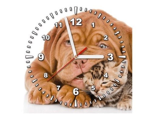 30X30CM ZEGAR ŚCIENNY KOT PSEM OBRAZ MALOWANE na Arena.pl