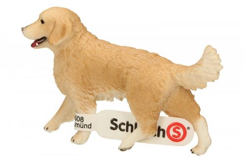 Golden retrieve r, suczka na Arena.pl