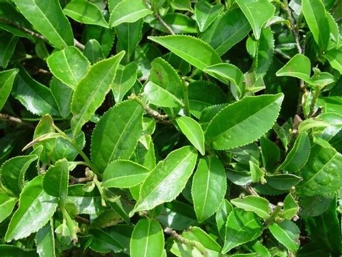 Herbata chińska camellia sinensis C1 na Arena.pl