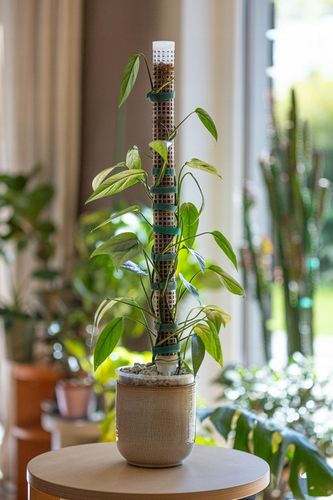 Podpora do roślin pnączy do mchu Sphagnum Palik Tyczka Do Epipremnum na Arena.pl