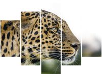 OBRAZ DZIKI KOT LAMPART