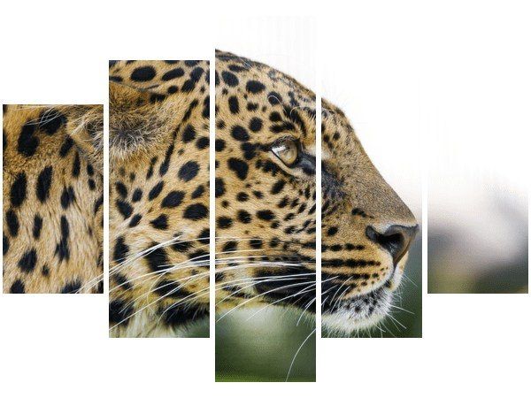 Obraz Dziki kot lampart zdjęcie 1