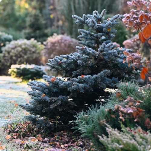 SIARCZAN AMONU 5kg NAWÓZ JESIENNY DO IGLAKÓW TUI WRZOSÓW WRZOŚCÓW na Arena.pl