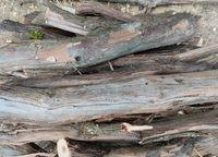 Drewno do wędzenia winogrono 2kg